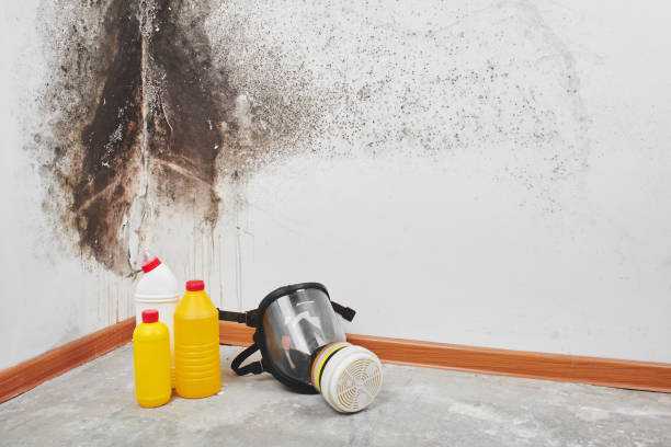 Best Mold Odor Removal Services  in Fairfax Station, VA