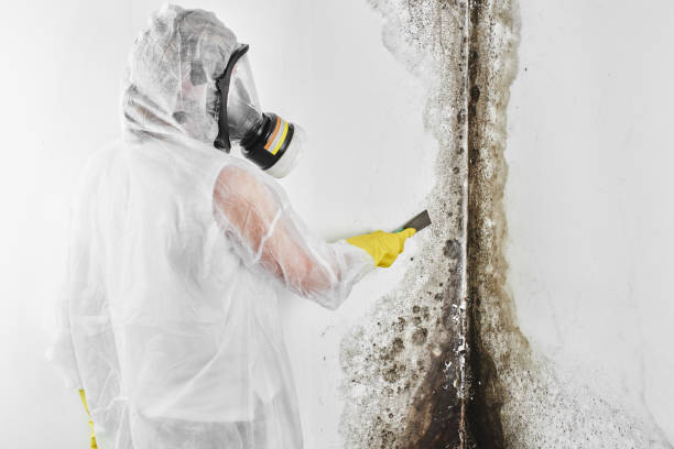 Best Mold Damage Restoration  in Fairfax Station, VA